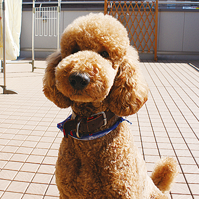 シークレットスタッフ スタンプ